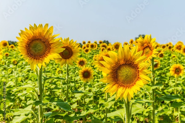 Fototapeta Sunflowers