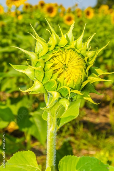 Fototapeta Sunflowers