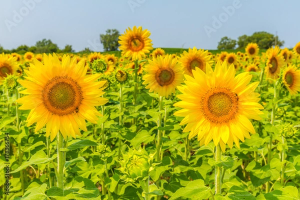 Fototapeta Sunflowers