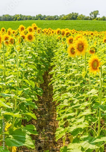 Fototapeta Sunflowers