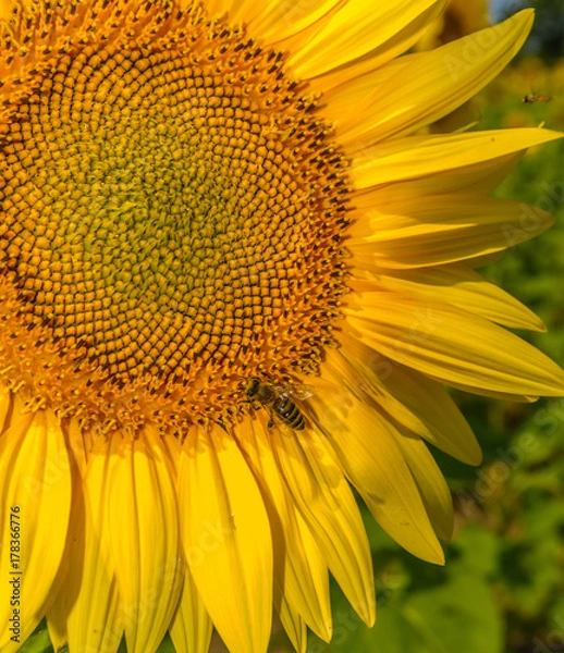 Fototapeta Sunflowers