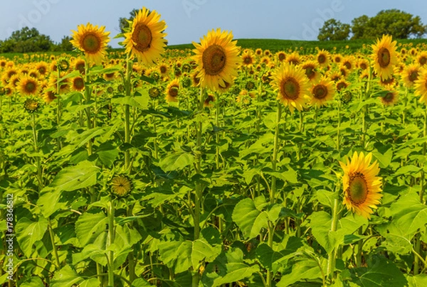 Fototapeta Sunflowers