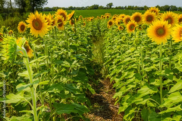 Fototapeta Sunflowers