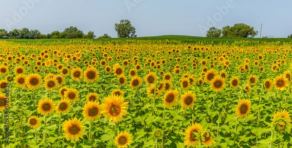 Fototapeta Sunflowers