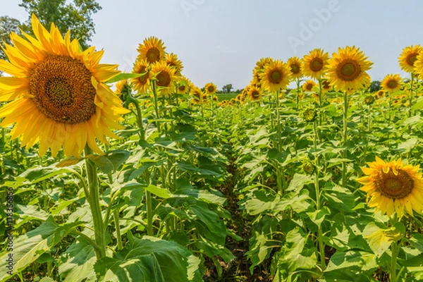 Fototapeta Sunflowers