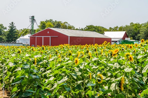 Fototapeta Sunflower Farm