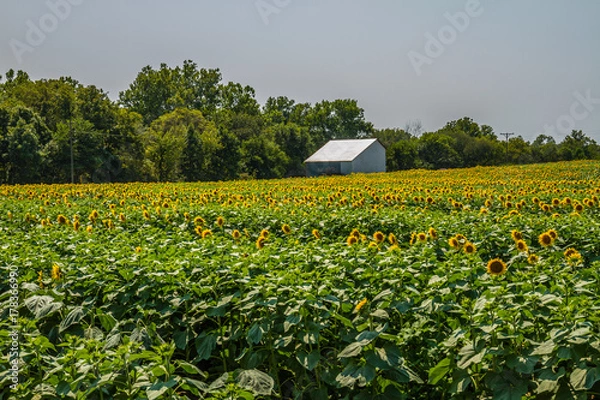 Fototapeta Sunflower Farm