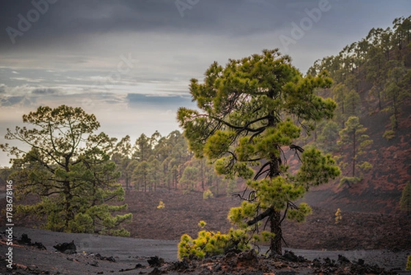 Obraz Resilient Pine Trees in Barren Volcanic Lava Field Under Overcast Sky, Tenerife, Canary Islands