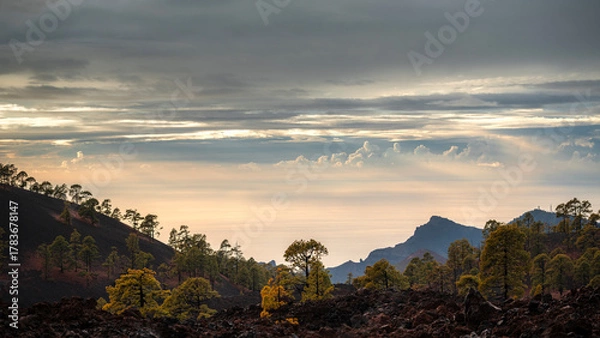 Obraz Golden Sunset Over Volcanic Pine Forest and Distant Peaks, Tenerife, Canary Islands