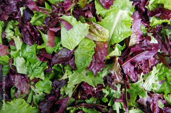 Fototapeta Fresh mixed salad field greens piled closeup view