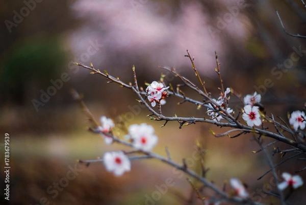Obraz Close Up Of Almond Tree Blossoms