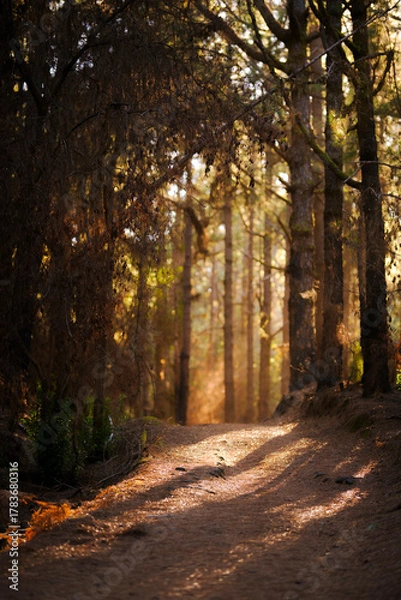 Obraz Golden Sunbeams Through Tall Pine Forest at Dawn, Tenerife, Canary Islands