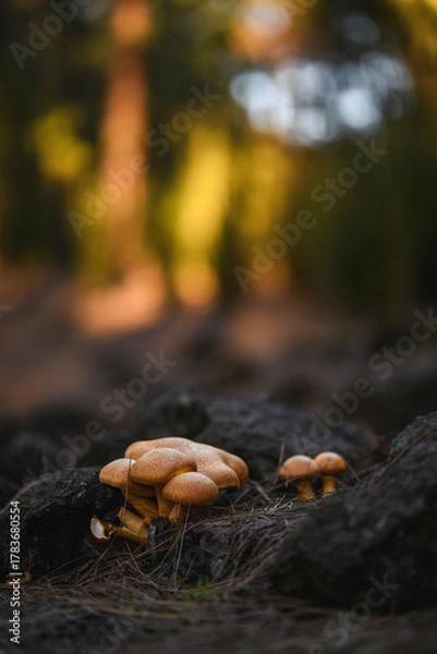 Obraz Tiny Mushroom on Forest Floor at Golden Hour, Tenerife, Canary Islands