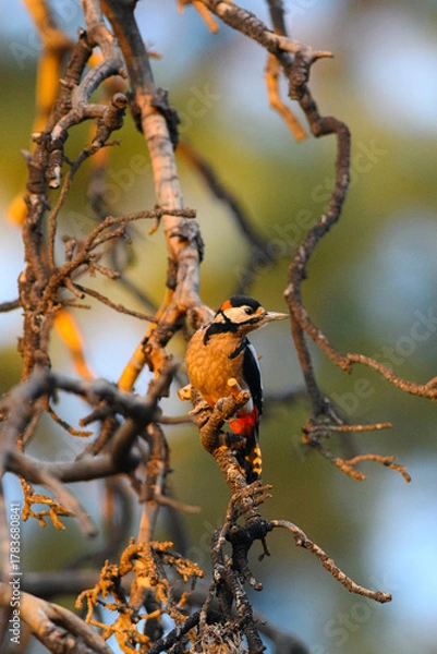 Obraz Great Spotted Woodpecker on Ancient Tree Trunk at Golden Hour, Tenerife, Canary Islands