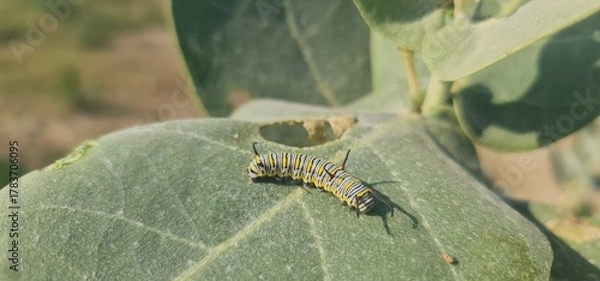Fototapeta Macro Close-Up of the Iconic Monarch Butterfly Caterpillar (Danaus plexippus) with its Distinctive Black, Yellow, and White Stripes Resting on a Green Leaf