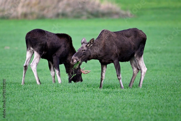 Obraz Moose couple grazing at dusk