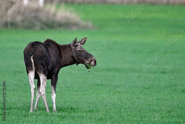 Obraz Moose grazing at dusk