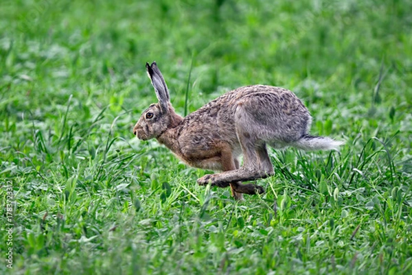 Obraz Hare on the run