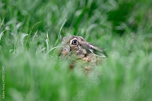 Obraz Hare hiding in the grass