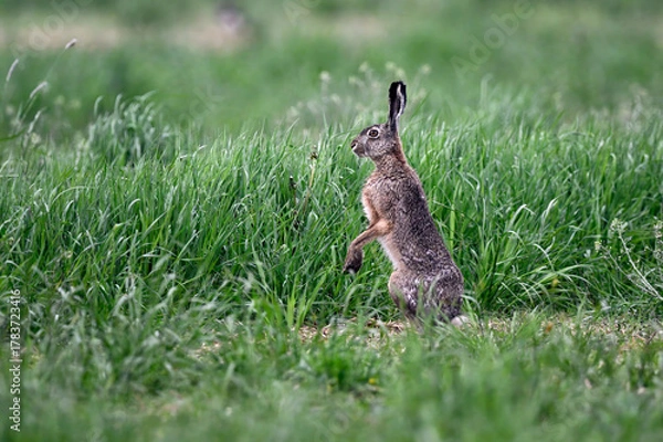 Obraz Hare stands on meadow