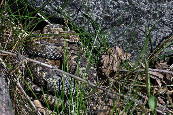 Obraz Common European viper