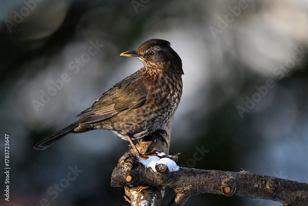 Obraz Blackbird in winter