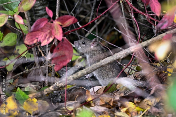 Obraz Brown rat in the garden