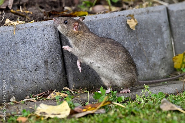 Obraz Brown rat in the garden