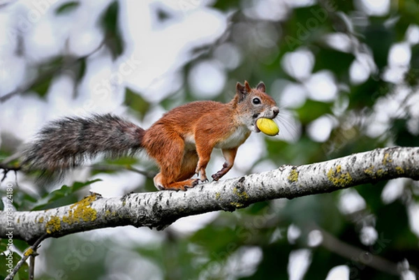 Obraz Squirrel collecting acorns for winter