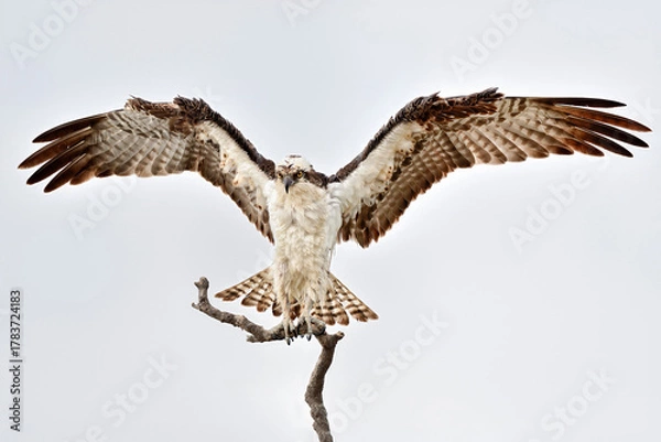 Obraz After taking a bath, Osprey is drying out its feathers.
