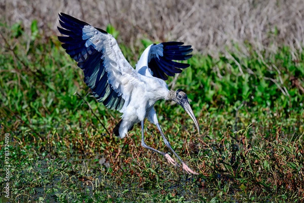 Obraz Wood Stork