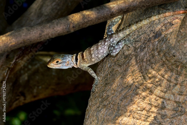 Obraz Madagascan collared iguana