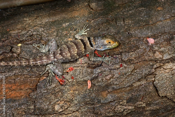 Obraz Madagascan collared iguana