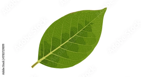 Fototapeta Close-up of a vibrant green leaf with intricate vein patterns, isolated on a clean white background, showcasing the delicate beauty and natural symmetry of plant life, perfect for environmental and