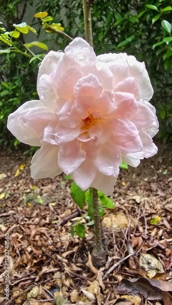 Obraz pink and white rose
