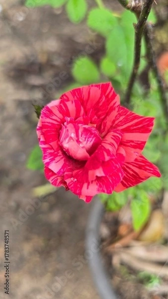 Obraz red poppy flower
