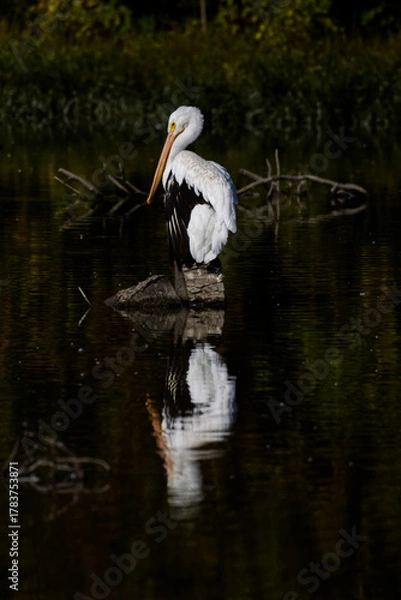 Obraz White American pelican