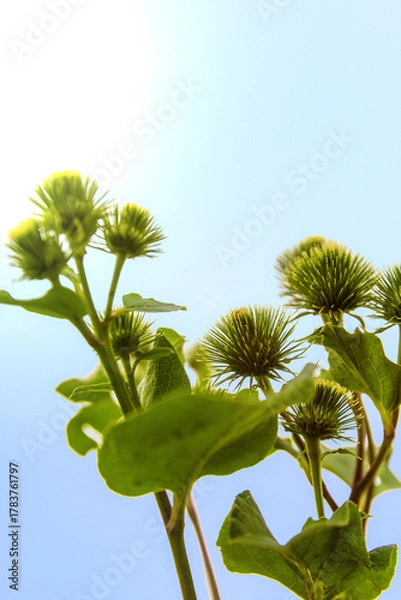 Fototapeta Close-up low-angle view of green spiky burdock Arctium or greater burr-weed buds and leaves against a bright, clear blue sky with copy space.