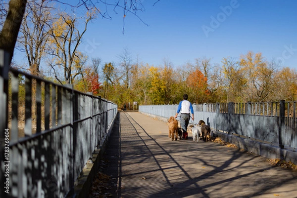 Obraz Promeneur de chiens, jour, horizontal