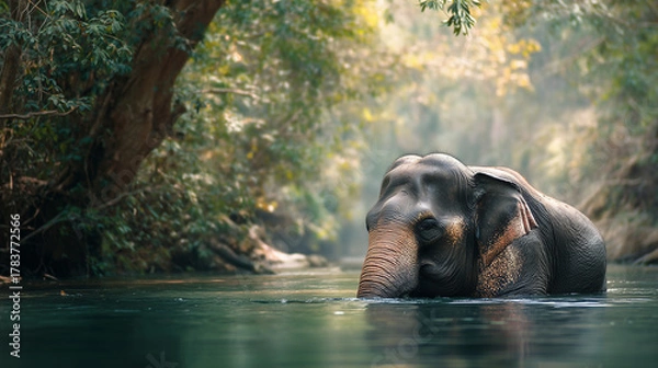 Fototapeta Asian Elephant Bathing in clear jungle river surrounded by lush greenery for background