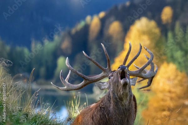 Obraz Hirschbrunft im Gebirge
