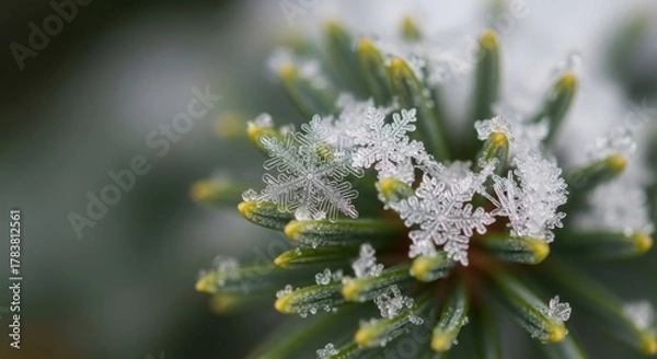 Fototapeta Macro shot of snowflakes on a pine needle