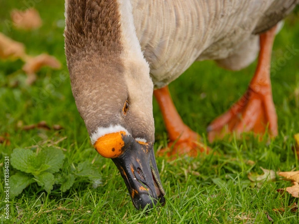 Obraz das Große Fressen