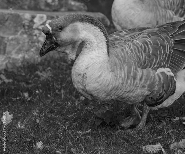 Obraz Alles Schwarz oder Weiß