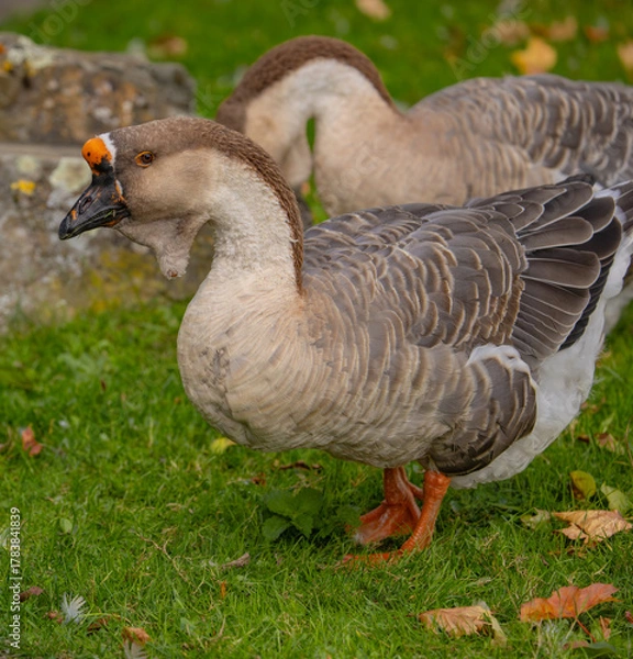 Obraz Wir sind ein Paar