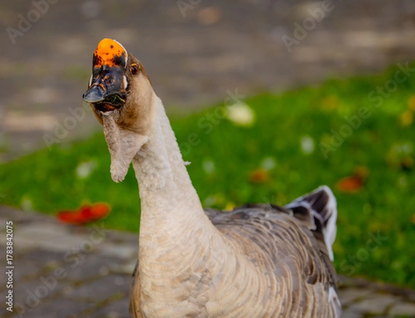 Obraz Wo ist der Weg