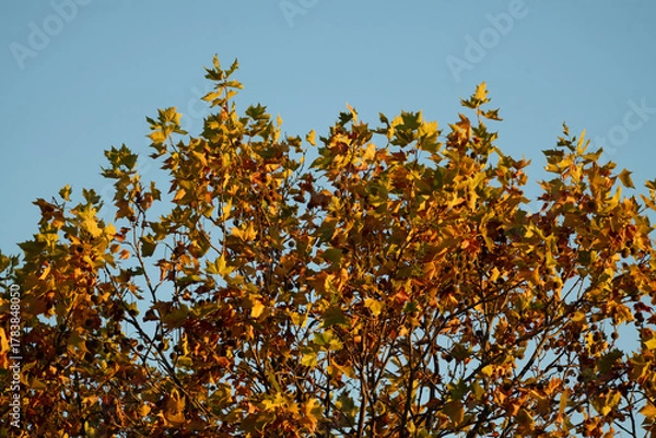 Fototapeta Herbstlich gefärbte Baumkrone einer Platane