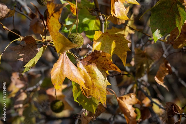 Fototapeta Nahaufnahme von herbstlichen Platanenblättern