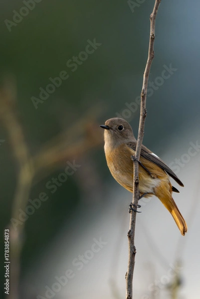 Obraz Daurian redstart
