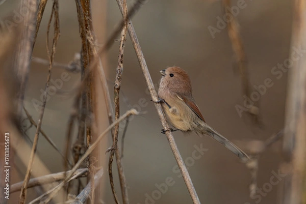 Obraz bird sitting on a branch